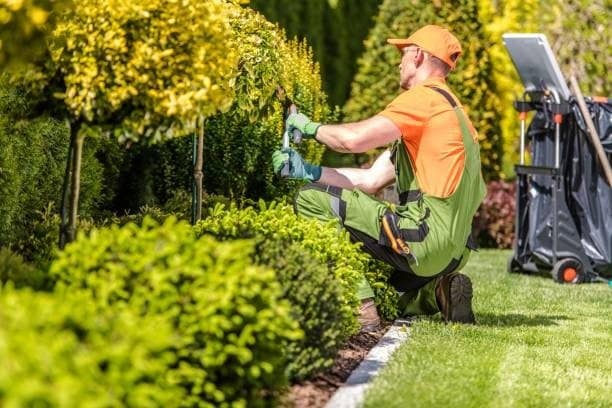garden maintenance services dubai